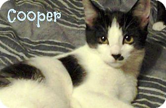 Domestic Shorthair Kitten for Sale in Simi Valley, California - Cooper Domestic Shorthair Kitten for Sale in Simi Valley, California - Cooper