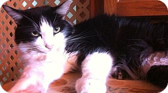 Domestic Longhair Cat for Sale in Jacksonville, Florida - Jasmine Domestic Longhair Cat for Sale in Jacksonville, Florida - Jasmine