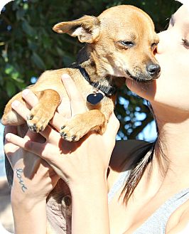 Chihuahua/Miniature Pinscher Mix Puppy for Sale in Bellflower, California - Mason Chihuahua/Miniature Pinscher Mix Puppy for Sale in Bellflower, California - Mason