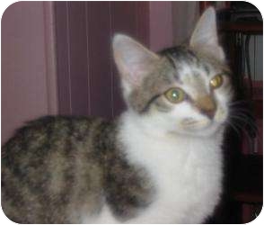 Domestic Shorthair Kitten for Sale in Raritan, New Jersey - Reef Domestic Shorthair Kitten for Sale in Raritan, New Jersey - Reef