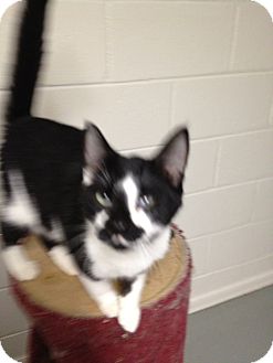 Domestic Shorthair Cat for Sale in Wenatchee, Washington - Freddy Domestic Shorthair Cat for Sale in Wenatchee, Washington - Freddy