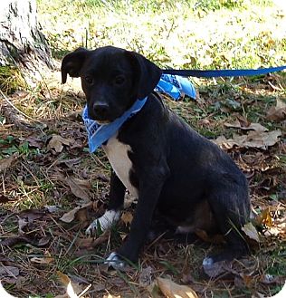 Border Terrier/Labrador Retriever Mix Puppy for Sale in Brattleboro, Vermont - Hamhock (In New England) Border Terrier/Labrador Retriever Mix Puppy for Sale in Brattleboro, Vermont - Hamhock (In New England)