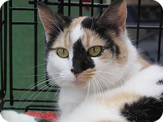 Calico Cat for Sale in Port Republic, Maryland - Sparkles Calico Cat for Sale in Port Republic, Maryland - Sparkles