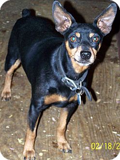 Miniature Pinscher Dog for Sale in Niagra Falls, New York - Gonzo Miniature Pinscher Dog for Sale in Niagra Falls, New York - Gonzo