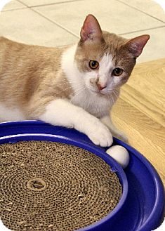Domestic Shorthair Cat for Sale in Chicago, Illinois - Sundance Domestic Shorthair Cat for Sale in Chicago, Illinois - Sundance