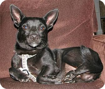 Chihuahua/Manchester Terrier Mix Dog for Sale in Washington, D.C. - Oliver Chihuahua/Manchester Terrier Mix Dog for Sale in Washington, D.C. - Oliver