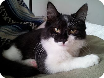Domestic Longhair Kitten for Sale in Little Falls, New Jersey - O'Mally (KL) Domestic Longhair Kitten for Sale in Little Falls, New Jersey - O'Mally (KL)