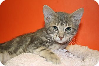 Domestic Shorthair Kitten for Sale in SILVER SPRING, Maryland - BLAKE Domestic Shorthair Kitten for Sale in SILVER SPRING, Maryland - BLAKE
