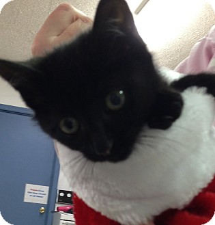 Domestic Shorthair Kitten for Sale in Aiken, South Carolina - Pepper Domestic Shorthair Kitten for Sale in Aiken, South Carolina - Pepper