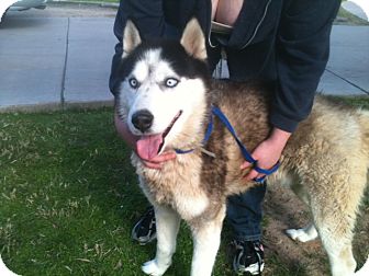 Husky Dog for Sale in NA, Oklahoma - Zeus Husky Dog for Sale in NA, Oklahoma - Zeus
