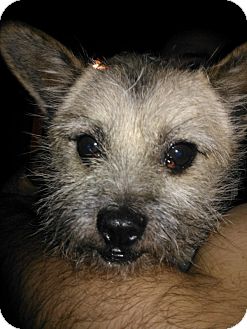 Glen of Imaal Terrier/Cairn Terrier Mix Dog for Sale in Puyallup, Washington - Mongo Glen of Imaal Terrier/Cairn Terrier Mix Dog for Sale in Puyallup, Washington - Mongo