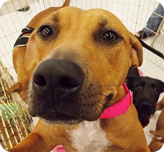 Labrador Retriever/American Pit Bull Terrier Mix Puppy for Sale in Silsbee TX, Texas - Whiskey Labrador Retriever/American Pit Bull Terrier Mix Puppy for Sale in Silsbee TX, Texas - Whiskey