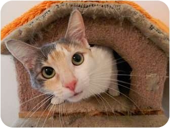 Calico Cat for Sale in The Colony, Texas - Brenda Calico Cat for Sale in The Colony, Texas - Brenda
