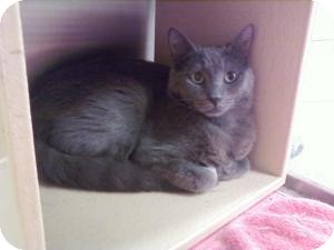 Russian Blue Cat for Sale in Fort Lauderdale, Florida - Angel Russian Blue Cat for Sale in Fort Lauderdale, Florida - Angel