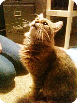 Domestic Mediumhair Cat for Sale in New Egypt, New Jersey - Sammy Domestic Mediumhair Cat for Sale in New Egypt, New Jersey - Sammy
