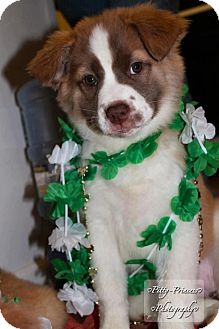 St. Bernard Mix Puppy for Sale in Westland, Michigan - Clover St. Bernard Mix Puppy for Sale in Westland, Michigan - Clover