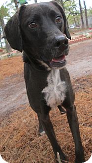 Hound (Unknown Type)/Border Collie Mix Dog for Sale in Forked River, New Jersey - Louie Hound (Unknown Type)/Border Collie Mix Dog for Sale in Forked River, New Jersey - Louie