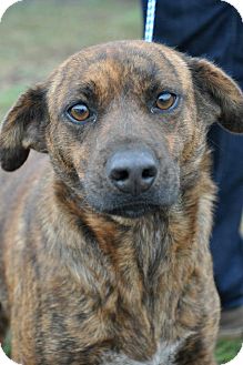 Labrador Retriever/Beagle Mix Dog for Sale in Glastonbury, Connecticut - Tigger~meet me!~ Labrador Retriever/Beagle Mix Dog for Sale in Glastonbury, Connecticut - Tigger~meet me!~