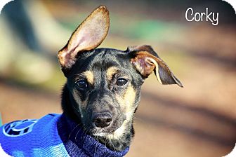 Dachshund Mix Dog for Sale in Wilmington, Delaware - Corky Dachshund Mix Dog for Sale in Wilmington, Delaware - Corky