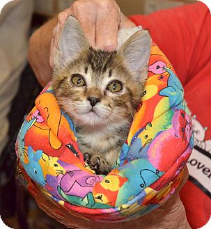 Bengal Kitten for Sale in Ranch Palos Verdes, California - Lucky 2 Bengal Kitten for Sale in Ranch Palos Verdes, California - Lucky 2
