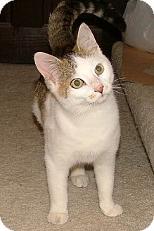 Domestic Shorthair Kitten for Sale in Chattanooga, Tennessee - Arlo Domestic Shorthair Kitten for Sale in Chattanooga, Tennessee - Arlo