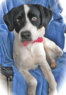 Setter (Unknown Type) Mix Dog for Sale in Brookville, Indiana - Cash Setter (Unknown Type) Mix Dog for Sale in Brookville, Indiana - Cash