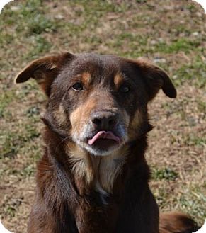 Australian Shepherd/Chesapeake Bay Retriever Mix Dog for Sale in Russellville, Kentucky - Bear Australian Shepherd/Chesapeake Bay Retriever Mix Dog for Sale in Russellville, Kentucky - Bear