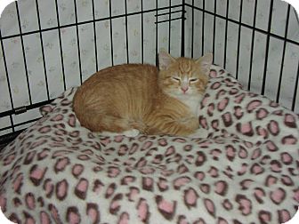 Domestic Shorthair Kitten for Sale in Speonk, New York - Manny Domestic Shorthair Kitten for Sale in Speonk, New York - Manny