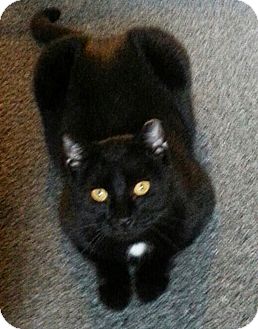 Domestic Shorthair Cat for Sale in N. Billerica, Massachusetts - Star Domestic Shorthair Cat for Sale in N. Billerica, Massachusetts - Star