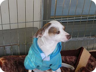 Chihuahua Mix Dog for Sale in Las Vegas, Nevada - Paddington Chihuahua Mix Dog for Sale in Las Vegas, Nevada - Paddington