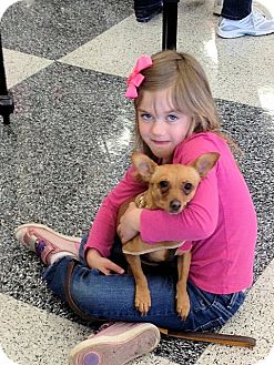 Dachshund/Chihuahua Mix Dog for Sale in Euless, Texas - Pick Me Punkin Dachshund/Chihuahua Mix Dog for Sale in Euless, Texas - Pick Me Punkin