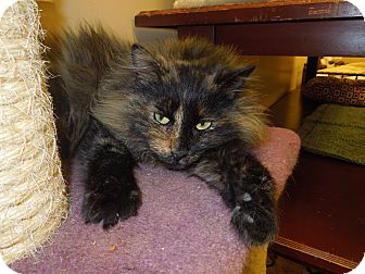 Domestic Longhair Cat for Sale in Medina, Ohio - Priscilla Domestic Longhair Cat for Sale in Medina, Ohio - Priscilla