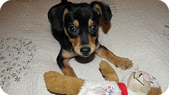 Chihuahua Mix Puppy for Sale in London, Kentucky - Juno Chihuahua Mix Puppy for Sale in London, Kentucky - Juno