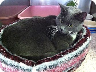 Domestic Shorthair Cat for Sale in Topeka, Kansas - Eve Domestic Shorthair Cat for Sale in Topeka, Kansas - Eve