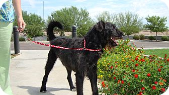 Schnauzer (Giant)/Terrier (Unknown Type, Medium) Mix Dog for Sale in Phoenix, Arizona - Bentley Schnauzer (Giant)/Terrier (Unknown Type, Medium) Mix Dog for Sale in Phoenix, Arizona - Bentley