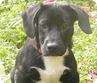 Dachshund/Basset Hound Mix Dog for Sale in shelton, Connecticut - Simon Dachshund/Basset Hound Mix Dog for Sale in shelton, Connecticut - Simon