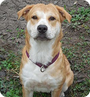 Labrador Retriever/Shar Pei Mix Dog for Sale in Ormond Beach, Florida - Sandy Labrador Retriever/Shar Pei Mix Dog for Sale in Ormond Beach, Florida - Sandy