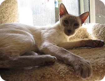 Siamese Cat for Sale in Vacaville, California - Lila Siamese Cat for Sale in Vacaville, California - Lila