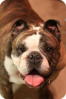 English Bulldog Dog for Sale in Chicago, Illinois - Malcolm English Bulldog Dog for Sale in Chicago, Illinois - Malcolm