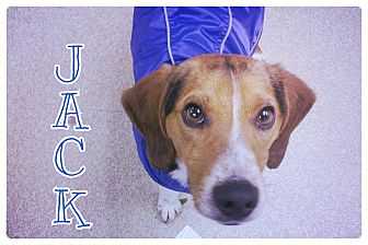 Beagle Mix Dog for Sale in Manassas, Virginia - Jack Beagle Mix Dog for Sale in Manassas, Virginia - Jack