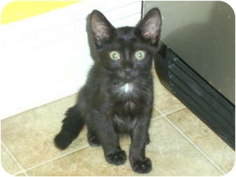 Domestic Shorthair Kitten for Sale in Mobile, Alabama - Cher Domestic Shorthair Kitten for Sale in Mobile, Alabama - Cher