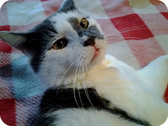 Domestic Shorthair Cat for Sale in Little Falls, New Jersey - Bradley (JT) Domestic Shorthair Cat for Sale in Little Falls, New Jersey - Bradley (JT)