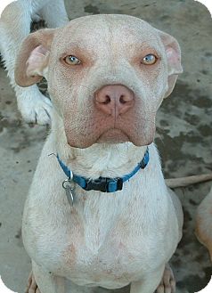 American Pit Bull Terrier/Boxer Mix Dog for Sale in Hagerstown, Maryland - Andy ($250 Fee) American Pit Bull Terrier/Boxer Mix Dog for Sale in Hagerstown, Maryland - Andy ($250 Fee)