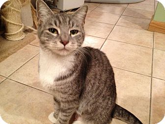 Domestic Shorthair Cat for Sale in East Hanover, New Jersey - Lilly Domestic Shorthair Cat for Sale in East Hanover, New Jersey - Lilly
