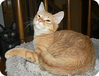 Domestic Shorthair Cat for Sale in Apex, North Carolina - Lanz Domestic Shorthair Cat for Sale in Apex, North Carolina - Lanz