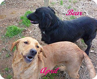 Labrador Retriever/Golden Retriever Mix Dog for Sale in Linden, Tennessee - April Labrador Retriever/Golden Retriever Mix Dog for Sale in Linden, Tennessee - April