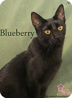 Domestic Shorthair Cat for Sale in St Louis, Missouri - Blueberry Domestic Shorthair Cat for Sale in St Louis, Missouri - Blueberry