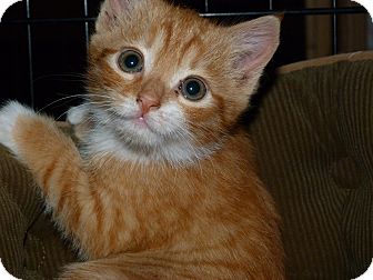 Domestic Shorthair Kitten for Sale in Stafford, Virginia - Freddie Domestic Shorthair Kitten for Sale in Stafford, Virginia - Freddie