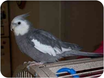Cockatiel for Sale in Tampa, Florida - Meeka & Georgia Cockatiel for Sale in Tampa, Florida - Meeka & Georgia