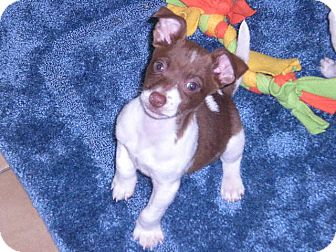 Jack Russell Terrier Mix Puppy for Sale in New Castle, Pennsylvania - Jack Russell Terrier Mix Puppy for Sale in New Castle, Pennsylvania -